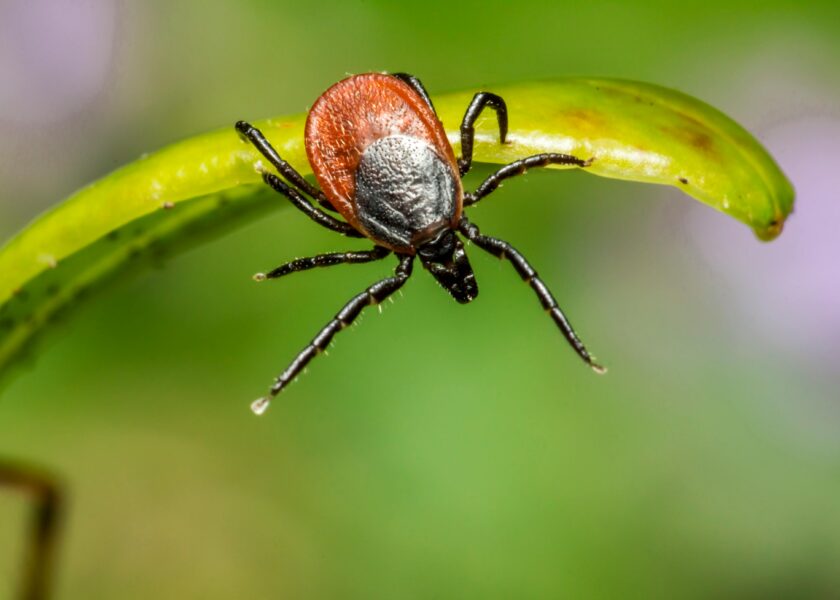 stonek trávy na zeleném pozadi a po něm leze velké klíště